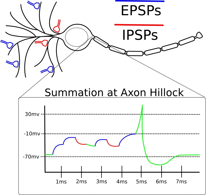 Pitt Honors Human Physiology Neurophysiology Modules