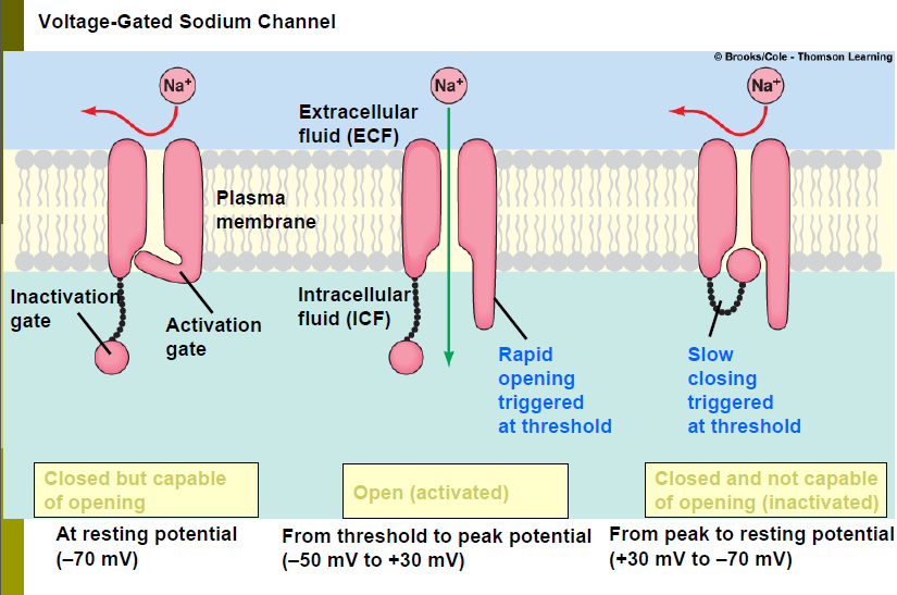 Sodium Potassium Pump In Neurons